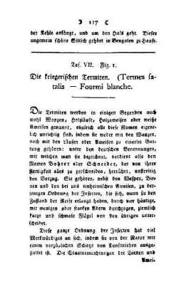 ¬Die¬ kriegerischen Termiten : (Termes fatalis - Fourni blanche) ; Taf. VII, Fig. 1