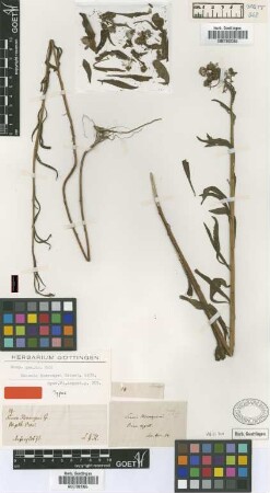 Senecio hieronymi Griseb. [type]