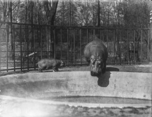 Dresden, Zoologischer Garten. Flusspferd (Hippopotamus amphibius) mit Jungen
