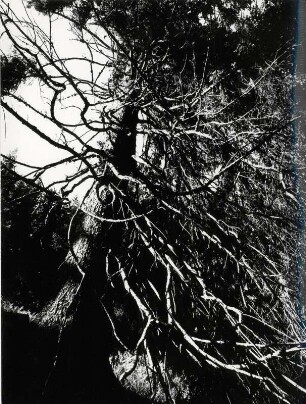 Baum von Unten im harten Kontrast