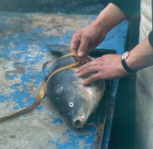 Ahrensburg. Max-Planck-Institut, Abteilung Fischzüchtung. Messen des Leibumfanges eines Laichkarpfens