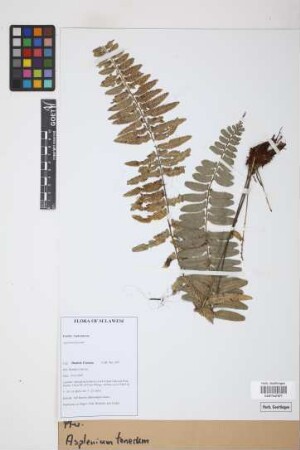 Asplenium tenerum G.Forst.