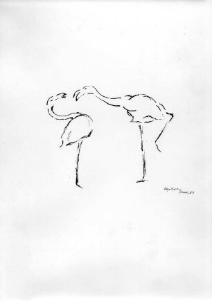 Streitende Flamingos : Streitende Flamingos. Kohlezeichnung (1963; E. Richter). Dresden-Striesen, Borsbergstraße 11, Atelier der Bildhauerin