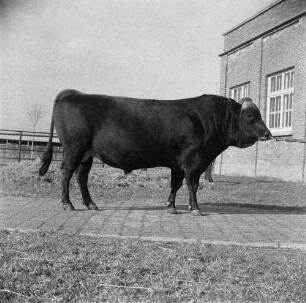 Institut für Tierzuchtforschung Dummerstorf. Jersey-Zuchtbulle