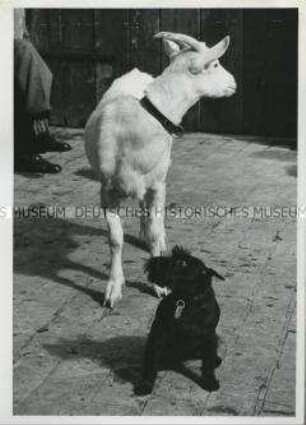 Ziege und Hund