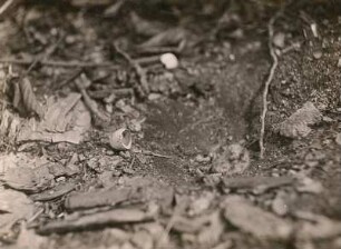 Europa. Ziegenmelker (Caprimulgus europaeus), soeben geschlüpfter Jungvogel