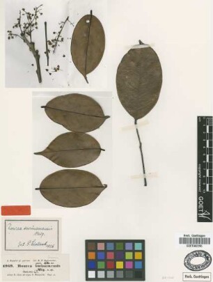 Rourea surinamensis Miq. [type]