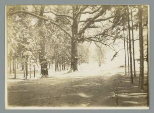 Winterwald bei Weida
