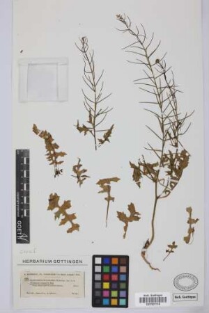 Sisymbrium erysimoides Desf.