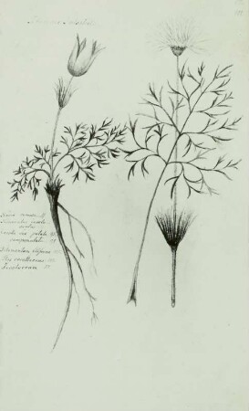 Pflanzenhandschrift: Echte Kuhschelle - Pulsatilla vulgaris MILL.