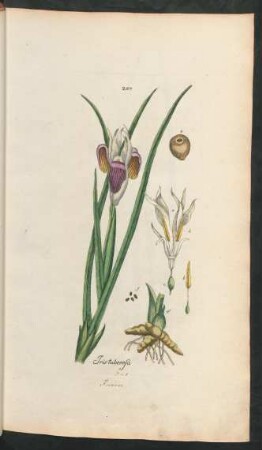 207. Iris tuberosa