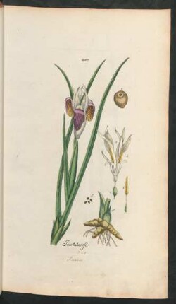 207. Iris tuberosa