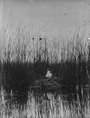 Lachmöwe : Lachmöwe (Chroicocephalus ridibundus Linnaeus) auf dem Nest.