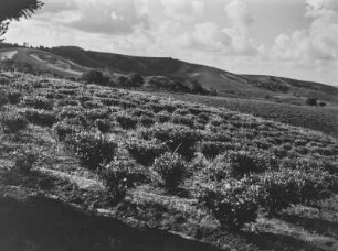 Landwirtschaftliche Anbaufläche : Landwirtschaftliche Anbauflächen in der hügeligen Landschaft des südafrikanischen Tafellandes