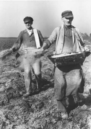 Petkum. Bauern düngen ihr Feld im Frühjahr mit der Hand. 1949 ist noch Handarbeit angesagt