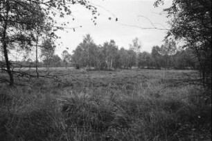 Hamburg: Duvenstedter Brook: Naturschutzgebiet: Wiese: hinten Birken