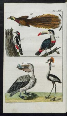 Taf. XIV. Fig. 83. - Fig. 87.