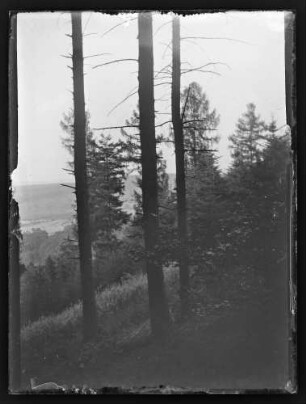 Blick durch Wald ins Tal