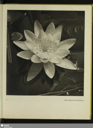 Die Königin der Wasserblumen