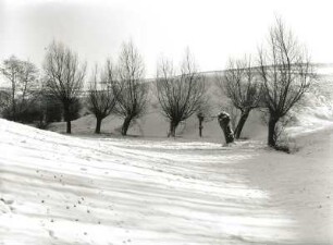 Elbtallandschaft. Kopfweiden im Schnee. Oberes Ende eines Seitentälchens der Elbe bei Wachwitz