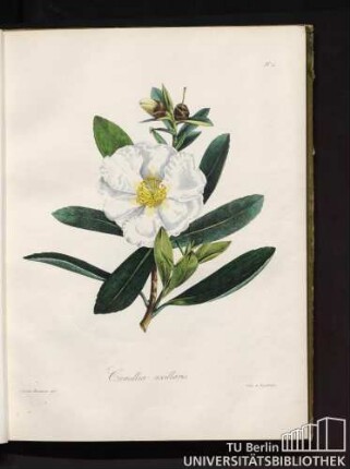 No. 4. Camellia axillaris.