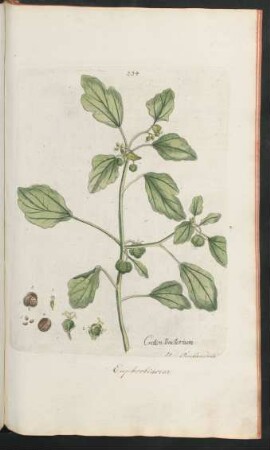 334. Croton tinctorium