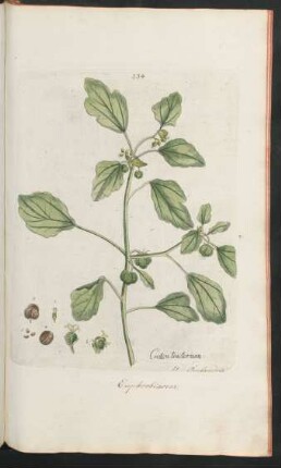 334. Croton tinctorium