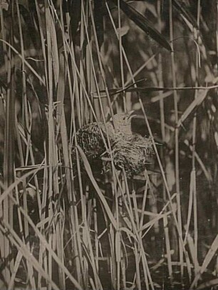 Kuckuck (Cuculus canorus L.) im Nest des Teichrohrsängers (Acrocephalus scirpaceus)