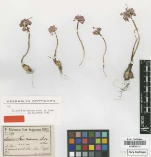 Allium kurtzianum Asch. & Sint. ex Kollmann [type]