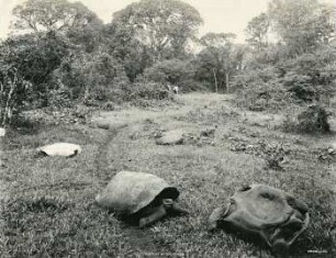 Galapagos-Inseln, Riesenschildkröten