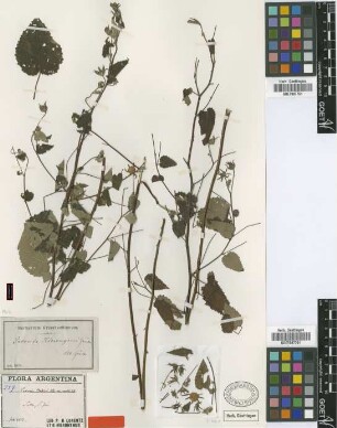 Pavonia hieronymi Gürke