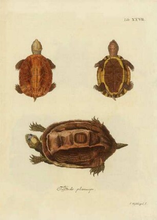 Tab XXVII. Testudo planioeps