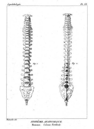 Pl. IX. Systême Anatomique. Homme. Colonne Vertébrale.