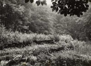 Liegau-Augustusbad, Schmalspurgleis, Moortransport