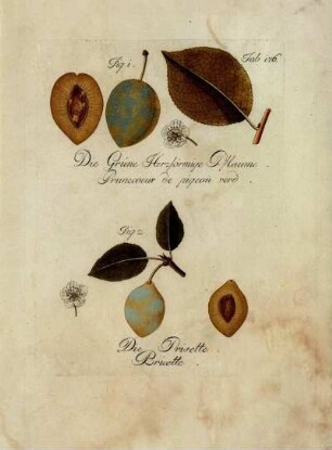 Tab. 176. Fig. 1. Die Grüne Herzförmige Pflaume [...] Fig. 2. Die Prisette [...]