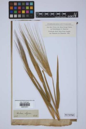 Hordeum vulgare L.