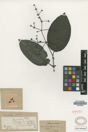 Psychotria foetida Griseb.