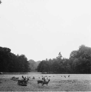 Serie zu: Moritzburg. Dammwild : Moritzburg. Dammwild im Tiergehege
