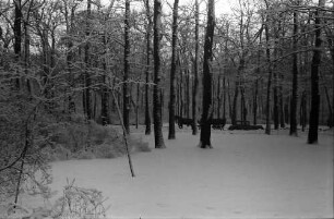 Berlin: Verschneiter Tiergarten