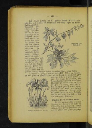 Fliegendes Herz (Dielythra). Zwergschwertlilie (Iris pumila).