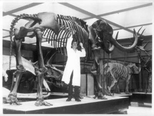 Frankfurt (Main), Senckenberganlage 25. Forschungsinstitut und Naturmuseum Senckenberg. Pflegearbeit am Skelett eines Zwergelefanten