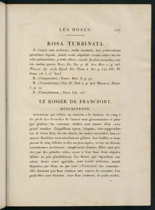 127-128, Rosa Turbinata. Le Rosier de Francfort.