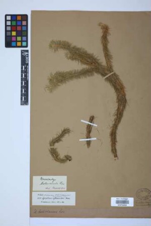 Phlegmariurus bolivianus (Rosenst.) comb. ined.