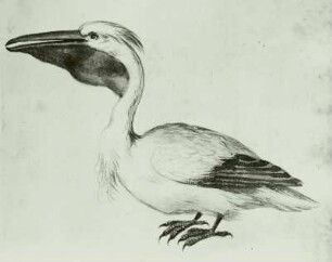 Holländisches Vogelbuch: "Rosapelikan - Pelecanus oncrotatus"