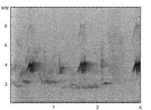 Buchfink | Fringilla coelebs - Gesang, Alarmruf