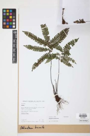 Adiantum humile Kunze