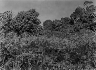 Dichter Wald : Dichter Wald