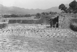 Sawahlandschaft : Landschaft mit Feld, Hütte und Büffeln