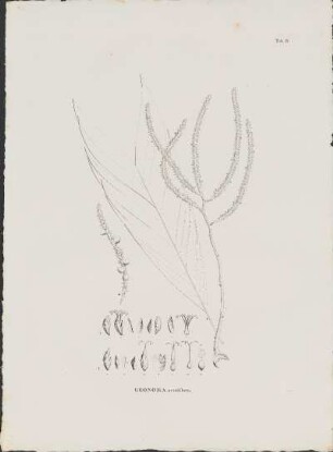 Tab. 9. Geonoma acutiflora