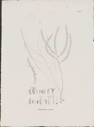 Tab. 9. Geonoma acutiflora